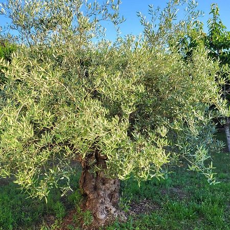 Lamaison-D'Ose Châtillon-sur-Chalaronne エクステリア 写真